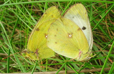 Goldene Acht (Colias hyale) - © Anton Koschuh Goldene Acht (Colias hyale) - © Anton Koschuh