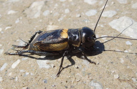 Feldgrille (Gryllus campestris) - © Anton Koschuh Feldgrille (Gryllus campestris) - © Anton Koschuh