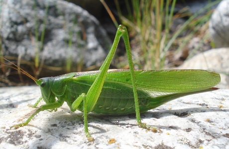 Grünes Heupferd (Tettigonia viridissima) - © Anton Koschuh