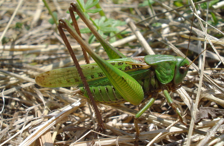 Warzenbeißer (Decticus verrucivorus) - © Anton Koschuh