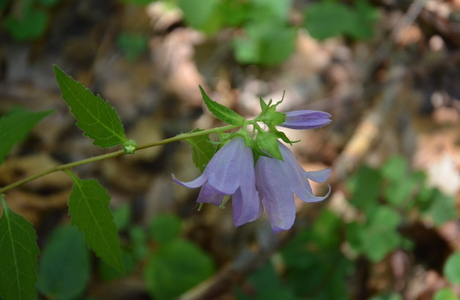 Nessel-Glockenblume (Campanula trachelium) - © Bernard Wieser Nessel-Glockenblume (Campanula trachelium) - © Bernard Wieser