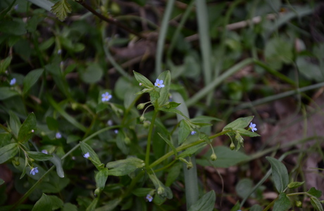 Wald-Gedenkemein, Wald-Nabelnüsschen (Omphalodes scorpioides) - © Bernard Wieser