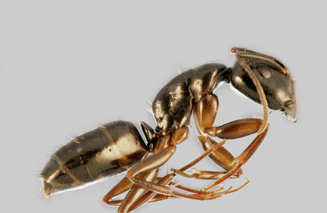 Kerblippige Rossameise  (Camponotus fallax) - © Hannes Müller