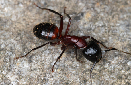 Braunschwarze Rossameise  (Camponotus ligniperda) - © Gernot Kunz