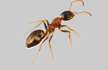 Vierpunktameise (Dolichoderus quadripunctatus) - © Hannes Müller Vierpunktameise (Dolichoderus quadripunctatus) - © Hannes Müller