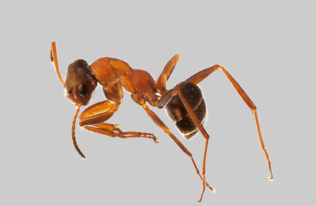 Große Sklavenameise  (Formica clara) - © Hannes Müller