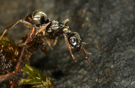 Schwarze Sklavenameise  (Formica fusca) - © Christian Komposch