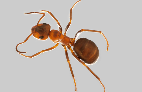 Kahlrückige Waldameise  (Formica polyctena) - © Hannes Müller