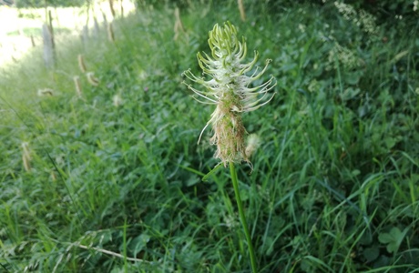 Ährige Teufelskralle (Phyteuma spicatum) - © Bernard Wieser