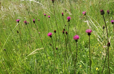 Ungarische Distel (Cirsium pannonicum) - © Bernard Wieser Ungarische Distel (Cirsium pannonicum) - © Bernard Wieser