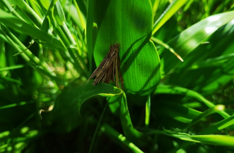 Sackträger (Psyche sp.) - © Bernard Wieser