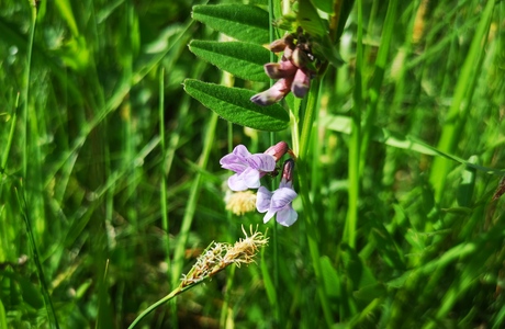 Zaun-Wicke (Vicia sepium) - © Bernard Wieser