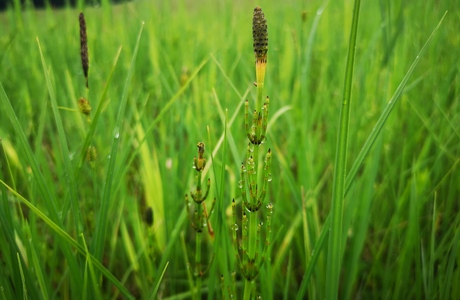 Sumpf-Schachtelhalm (Equisetum palustre) - © Bernard Wieser