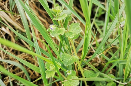 Efeublättriger Ehrenpreis (Veronica hederifolia) - © Bernard Wieser