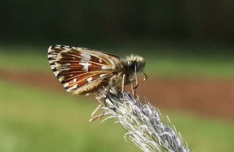 Malven-Würfelfleck, Kleiner Würfeldickkopffalter (Pyrgus malvae) - © Bernard Wieser