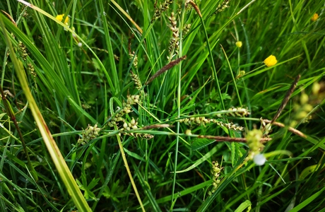 Hirse-Segge (Carex panicea) - © Bernard Wieser