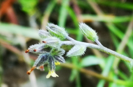 Buntes Vergissmeinnicht (Myosotis discolor) - © Bernard Wieser