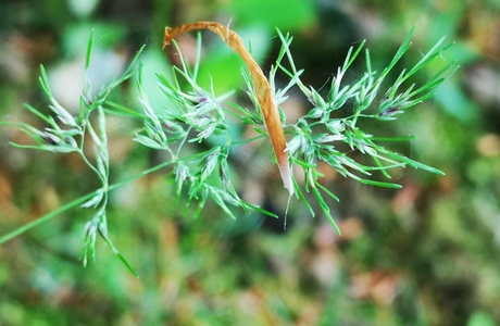 Einjähriges Rispengras (Poa annua) - © Bernard Wieser