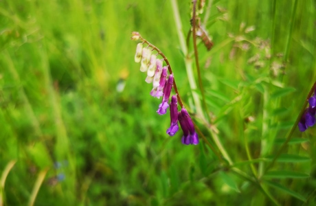 Vogelwicke (Vicia cracca) - © Bernard Wieser