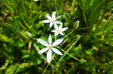 Schmalblättriger Milchstern (Ornithogalum kochii) - © Bernard Wieser