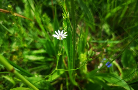 Gras-Sternmiere (Stellaria graminea) - © Bernard Wieser