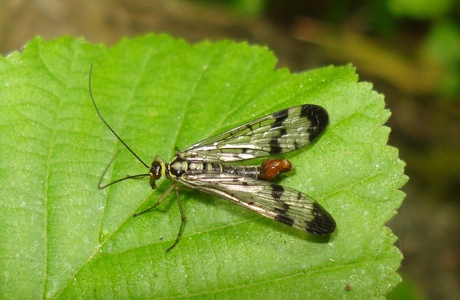 Gemeine Skorpionsfliege (Panorpa communis) - © Johannes Gepp Gemeine Skorpionsfliege (Panorpa communis) - © Johannes Gepp