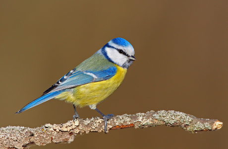 Blaumeise (Parus caeruleus) - © Michael Tiefenbach