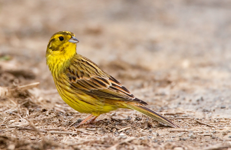 Goldammer (Emberiza citrinella) - © Michael Tiefenbach