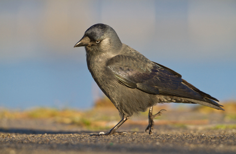 Dohle (Corvus monedula) - © Michael Tiefenbach
