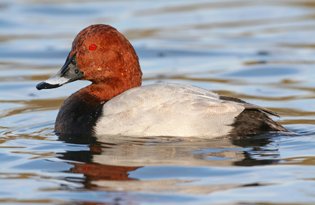 Tafelente (Aythya fulica) - © Michael Tiefenbach Tafelente (Aythya fulica) - © Michael Tiefenbach