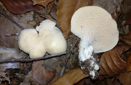 Weißer Semmelstoppelpilz (Hydnum albidum) - © Bernard Wieser Weißer Semmelstoppelpilz (Hydnum albidum) - © Bernard Wieser