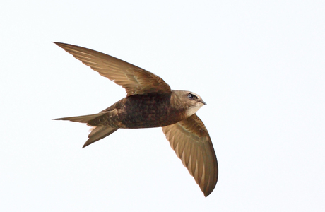 Mauersegler (Apus apus) - © Michael Tiefenbach
