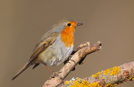 Rotkehlchen (Erithacus rubecula) - © Michael Tiefenbach