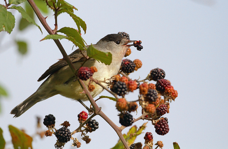 Mönchsgrasmücke (Sylvia atricapilla) - © Michael Tiefenbach