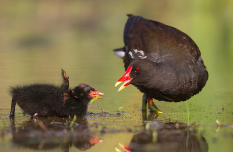 Teichhuhn (Gallinula chloropus) - © Michael Tiefenbach