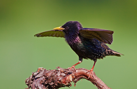 Star (Sturnus vulgaris) - © Michael Tiefenbach