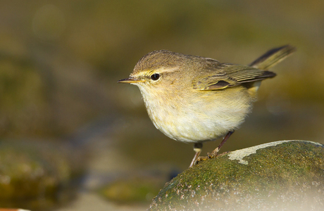 Zilpzalp (Phylloscopus collybita) - © Michael Tiefenbach