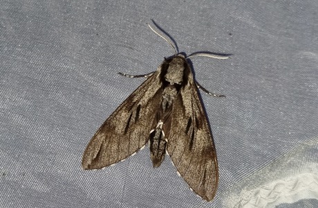 Kiefernschwärmer (Sphinx pinastri) - © Mag. Bernard Wieser