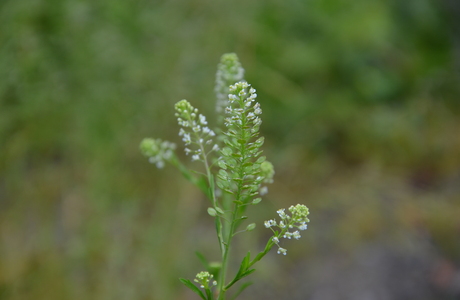 Virginische Kresse (Lepidium virginicum) - © Bernard Wieser Virginische Kresse (Lepidium virginicum) - © Bernard Wieser