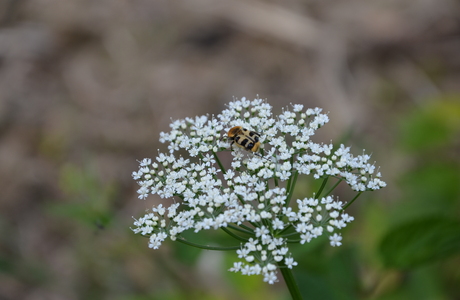 Giersch (Aegopodium podagraria) - © Bernard Wieser Giersch (Aegopodium podagraria) - © Bernard Wieser