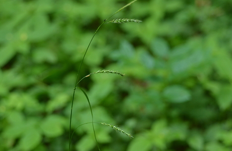 Wald-Segge (Carex sylvatica) - © Bernard Wieser