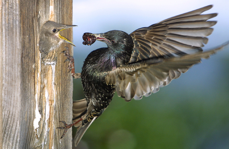 Star (Sturnus vulgaris) - © Alois Absenger