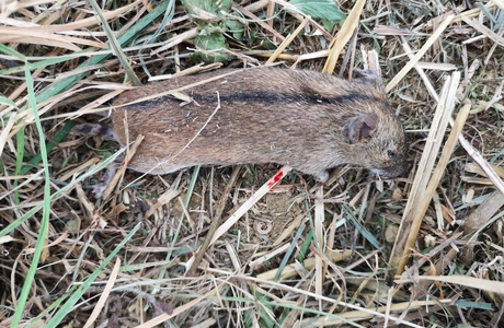 Brandmaus (Apodemus agrarius) - © Bernard Wieser