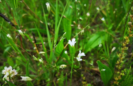 Weissmiere (Mönchia mantica) - © Bernard Wieser
