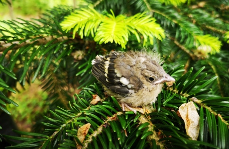 Buchfink (Fringilla coeleps) - © Bernard Wieser