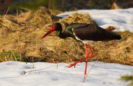 Schwarzstorch (Ciconia nigra) - © Andreas Tiefenbach Schwarzstorch (Ciconia nigra) - © Andreas Tiefenbach