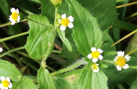 Behaartes Franzosenkraut (Galinsoga quadriradiata) - © Bernard Wieser