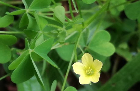 Europäischer Sauerklee (Oxalis fontana) - © Bernard Wieser