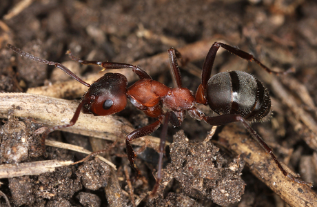Blutrote Raubameise (Formica sanguinea) - © Gernot Kunz