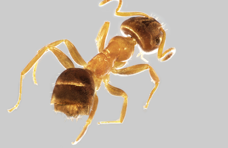 Braune Wegameise  (Lasius brunneus) - © Hannes Müller